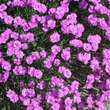 Dianthus grat. 'Pink Jewel': Bild 1/2