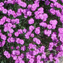 Dianthus gratianopolitanus 'Pink Jewel' - Pfingstnelke