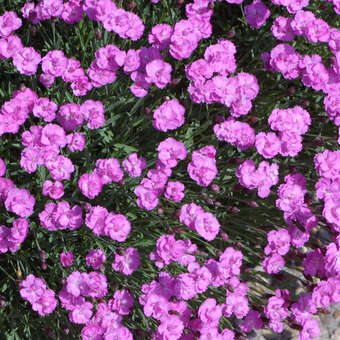 Dianthus grat. 'Pink Jewel'