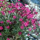 Dianthus deltoides 'Leuchtfunk' - Heidenelke