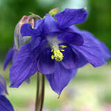 Aquilegia alpina - Alpenakelei