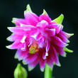 Aquilegia vulgaris 'Nora Barlow': Bild 1/4