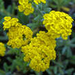 Achillea tomentosa: Bild 1/1