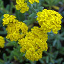 Achillea tomentosa - Schafgarbe