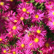 Aster n.b. 'Crimson Brocade': Bild 1/4