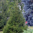 Picea abies: Bild 4/4