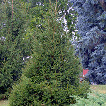 Picea abies Aurea Gelbe Fichte 100-125cm