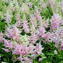 Astilbe japonica 'Europa' - Prachtspiere