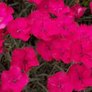 Dianthus gratianopolitanus 'Badenia' - Pfingstnelke