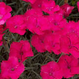 Dianthus gratianopolitanus 'Badenia' - Pfingstnelke