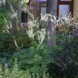 Actaea racemosa: Bild 2/4