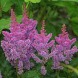 Astilbe chinensis 'Pumila' - Zwerg-Prachtspiere