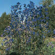 Delphinium bellad. 'Völkerfrieden': Bild 1/4