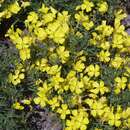 Oenothera 'Cold Crick' - Nachtkerze