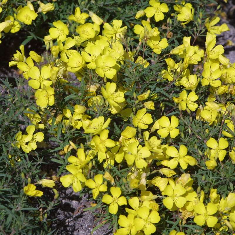 Nachtkerze - Oenothera 'Cold Crick' - gelb