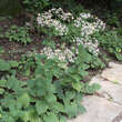 Aster macrophyllus: Bild 1/2