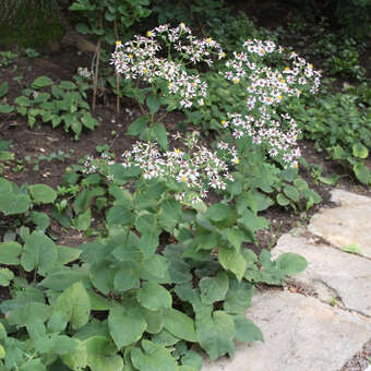 Aster macrophyllus