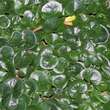 Asarum europaeum: Bild 2/3