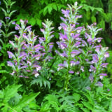 Acanthus mollis - Bärenklau