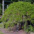 Gleditsia triac. 'Emerald Cascade': Bild 2/8