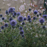 Echinops ritro - Kugeldistel