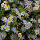 Aster ageratoides 'Asran' - Aster