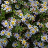 Aster ageratoides 'Asran' - Aster