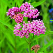 Asclepias incarnata: Bild 2/3