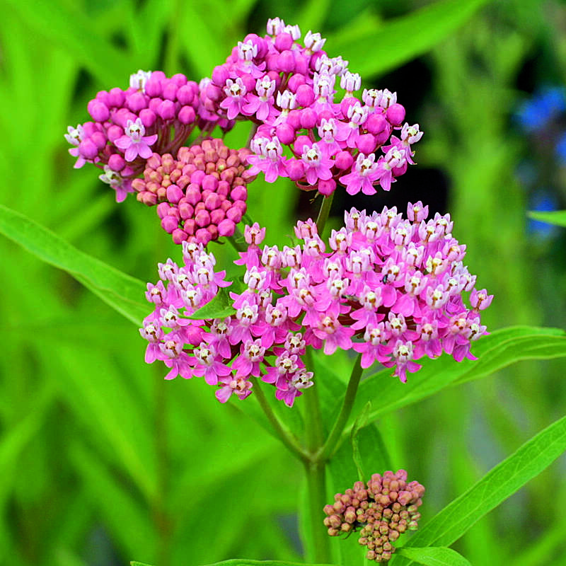 Seidenpflanze Asclepias incarnata rosa