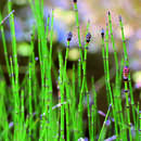 Equisetum scirpoides - Simsenschachtelhalm