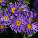 Aster amellus 'Blue King' - Bergaster