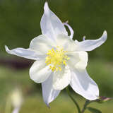 Aquilegia 'Kristall' - Akelei