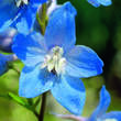Delphinium cult. 'Summer Skies': Bild 2/4