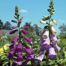 Digitalis purpurea 'Gloxiniiflora' - Fingerhut