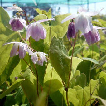 Epimedium youngianum 'Roseum'