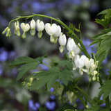 Dicentra spectabilis 'Alba' - Herzblume