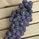 Vitis vinifera 'Early Campbell' - Weinrebe