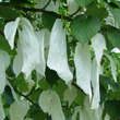 Davidia involucrata: Bild 5/11