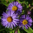 Aster novae-angliae 'Barr's Blue' - Raublatt-Aster