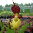 Cypripedium calceolus: Bild 1/2