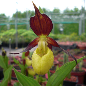 Cypripedium calceolus