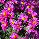 Aster dumosus 'Kassel' - Kissenaster