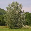 Populus alba 'Nivea' - Silberpappel