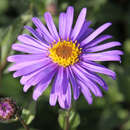 Aster frikartii 'Jungfrau' - Aster