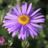 Aster frikartii 'Jungfrau' - Aster