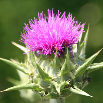 Cynara cardunculus