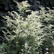 Artemisia lactiflora 'Elfenbein': Bild 1/2