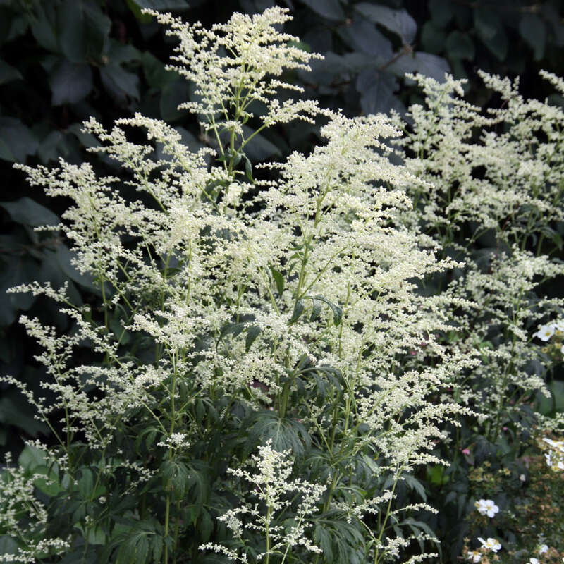 Edelraute Artemisia lactiflora 'Elfenbein' weiß