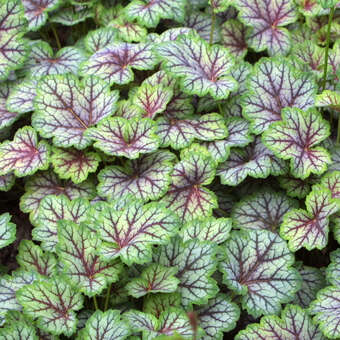 Heuchera 'Green Spice'