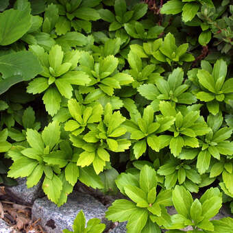 Pachysandra terminalis